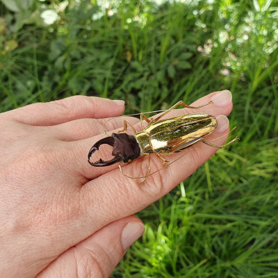 PRODÁNO - Zlatá brož - brouk roháč