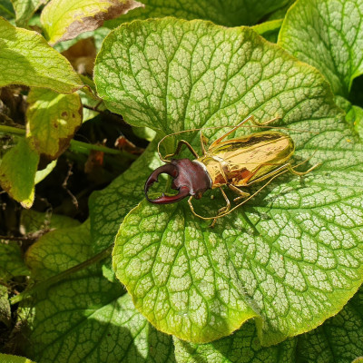 PRODÁNO - Zlatá brož - brouk roháč